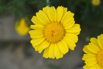 Bright Yellow Crown Daisy, Close-up of a Bright yellow crown daisy flower, blooming in nature, Close-up shot of beautiful yellow Crown Daisy flower (Chrysanthemum coronarium), Crown Daisy,