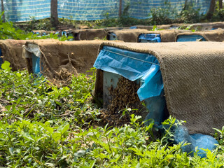 Close-Up of Artificial Beehives in Organic Honey Farm – Sustainable Beekeeping and Natural Honey Production in Bangladesh