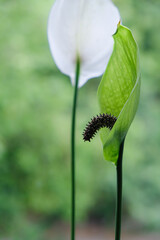 Faded, Green Peace Lily or Spathiphyllum Flower with a Drooping Spadix or Central Flower Spike....