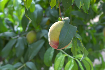 Fresh young unripe Peach fruits on a tree branch with leaves closeup, A bunch of unripe Peaches on...