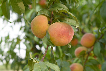 Fresh Ripe Peach fruits on a tree branch with leaves closeup, A bunch of ripe Peaches on a branch,...