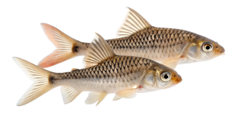 Two freshwater fish with streamlined bodies and fins, displaying a light brown color with darker stripes, set against a transparent background.