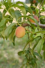 Fresh Ripe Peach fruits on a tree branch with leaves closeup, A bunch of ripe Peaches on a branch,...