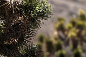 Yucca leaves in close-up located to the left of the photo. The photo on the right is a blurry...