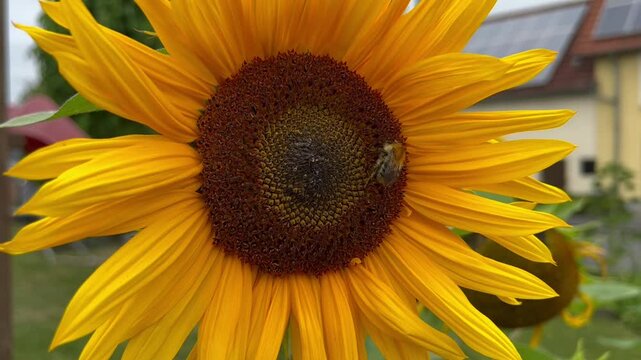 Sonnenblume mit Biene