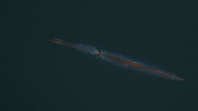 School of squid swims in the sea at night as seen above the surface