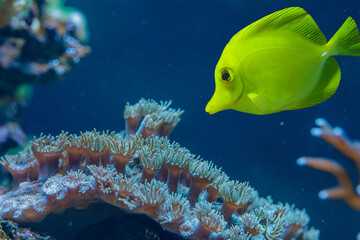 Yellow Tang with Sarcophyton Leather Soft Coral Macro Marine Aquarium Fish and Reef Polyps
