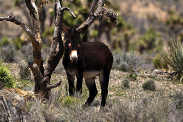 A wild desert donkey stands near a dry yucca tree and looks into the lens