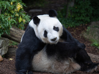 Cute Panda lying on the Ground Scratching Himself