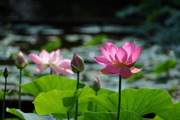 Obraz premium 神聖な花