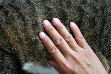Human hand petting stroking cat hair. Positive energy from pets.