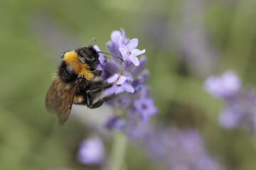 Bumblebee on lavender