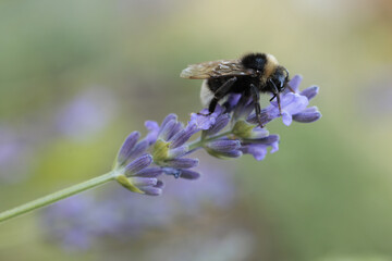 Bumblebee on lavender