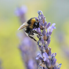 Bumblebee on lavender