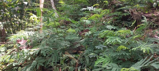 landscape forest bad photo