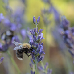 bee on lavender