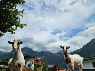 Goat on a roof - Ziege am Dach