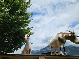 Goat on a roof - Ziege am Dach