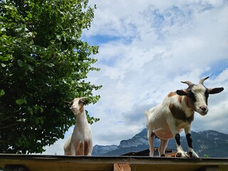 Goat on a roof - Ziege am Dach