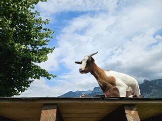 Goat on a roof - Ziege am Dach