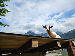 Goat on a roof - Ziege am Dach