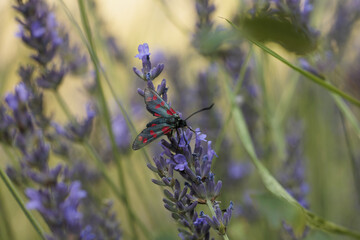 lavender flowers in the garden