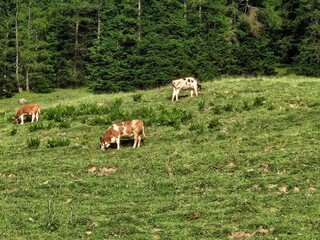 Obraz premium cows on a hill - cow