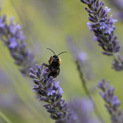 Bumblebee on lavender