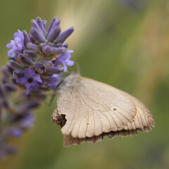 butterfly on lavender