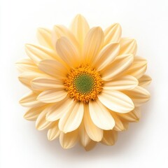 Yellow daisy in a decorative frame, isolate on white background.