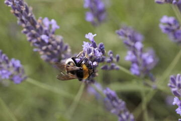Bumblebee on lavender