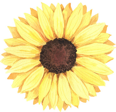 Watercolor hand painted fall sunflower clipart isolated. Yellow garden flower illustration, autumn wedding plant
