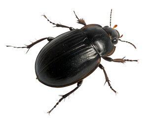 A black beetle with a shiny exoskeleton and long antennae. It has six legs and a rounded body, set against a transparent background.