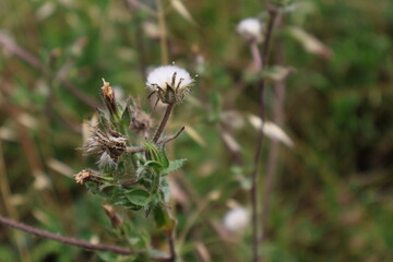Dandelion seed head with fluffy white seeds on blurred green background