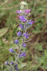 Viper’s bugloss (Echium vulgare) with purple-blue tubular flowers on grassy background