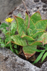 Spiky spotted succulent with small yellow wildflower on rocky background