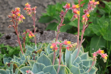 Bell-shaped yellow-pink Echeveria flowers on bluish succulent rosette