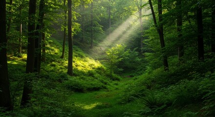 Obraz premium Sunbeams in Lush Green Forest, Tranquil Nature Scene