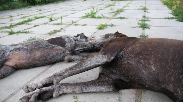 Pretty german shorthaired and wirehaired pointer dogs playing with each other in home yard. Cute brown kurzhaar and drahthaar doggy having fun in house courtyard. Concept of love for animals. Slow mo