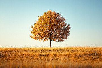 Fototapeta premium Vibrant Autumn Tree Against Clear Sky in Golden Meadow Landscape