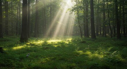 Sunbeams in a Mystical Forest