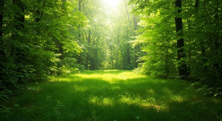 Fototapeta premium Sunlit Path Through Lush Green Forest