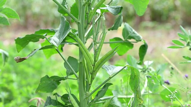 Cluster beans or gawar phali (guar) plant in field, cyamopsis tetragonoloba