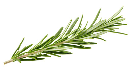 Fototapeta premium Green rosemary sprig isolated on a transparent background