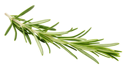 Green rosemary sprig isolated on a transparent background