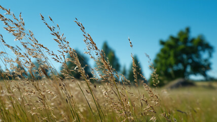 Obraz premium Meadow grass in focus