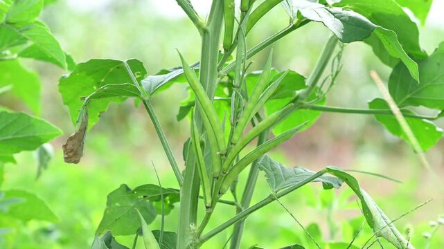Cluster beans or gawar phali (guar) plant in field, cyamopsis tetragonoloba