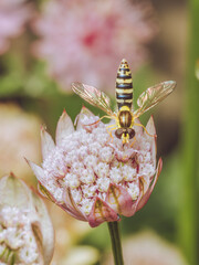 Sphaerophoria hover fly feeding on an Astrantia flower