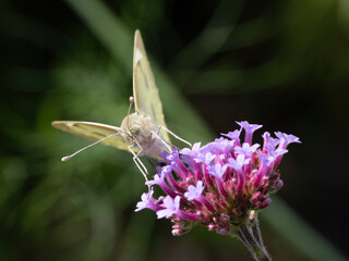 A Large White butterfly feeding on Verbena flowers