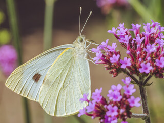 A Large White butterfly feeding on Verbena flowers